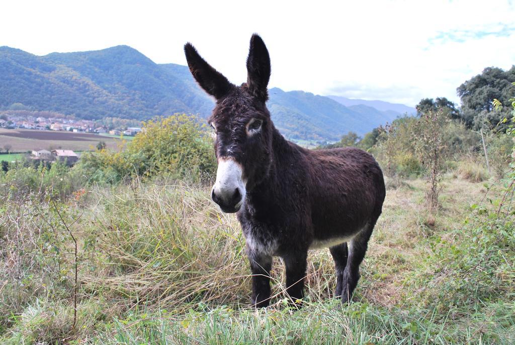 桑特琼勒斯芳特 加达蒙之家旅舍旅舍 外观 照片